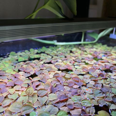 Red root floaters (Phyllanthus Fluitans) flyteplante