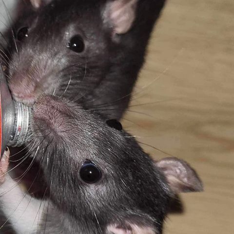 2 rotter søker nytt hjem
