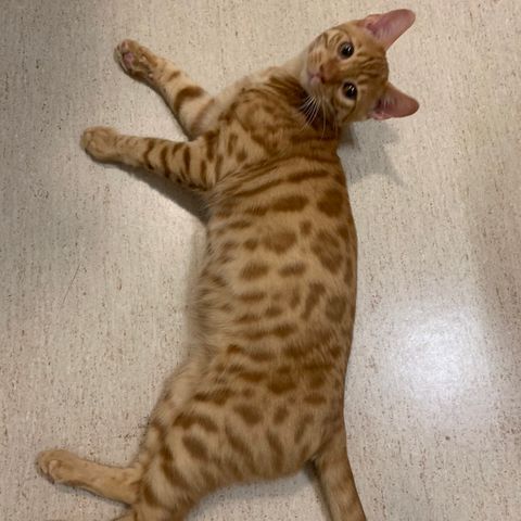 Bengal Oransje (gutt) 💛