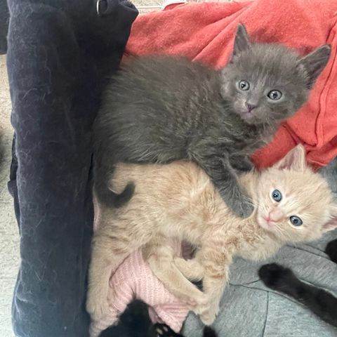 Vakre kattunger er klare for nytt hjem