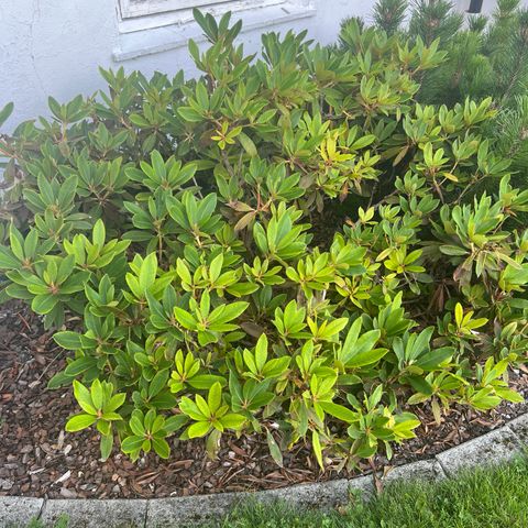 To store rhododendron busker