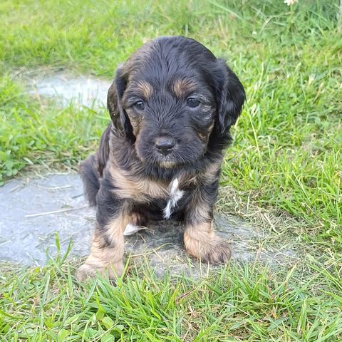 Cavapoo valper