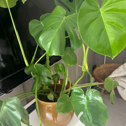 Monstera