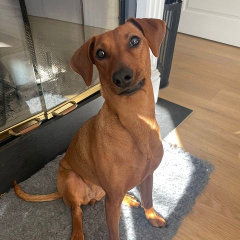 Pinscher omplasseres