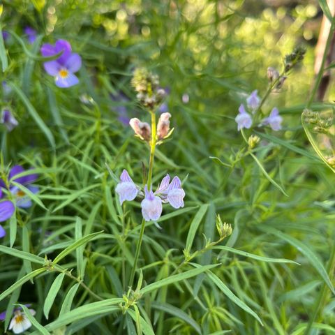 Alpetorskemunn (Linaria Alpina) hardfør staude selges