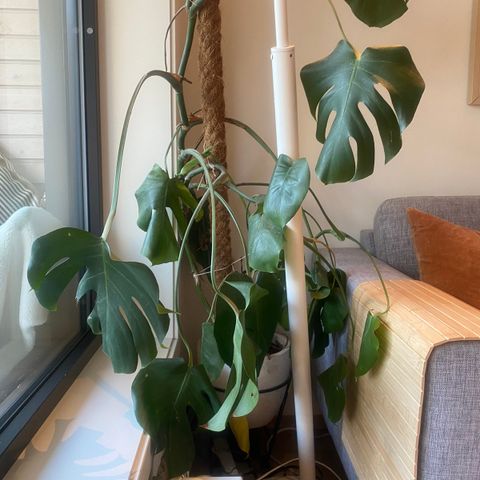 Monstera deliciosa