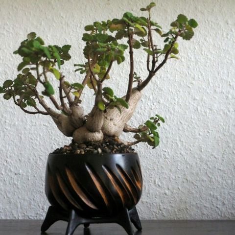 Bonsai mint - plectranthus ernstii - etablerte avleggere 3 stk for 75 kr