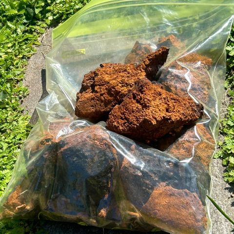 chaga