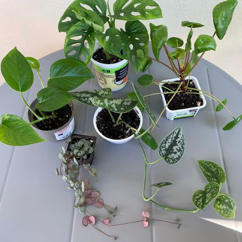 5 Planter (3 for 2 på alle annonser)