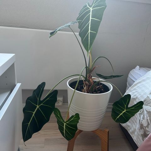 Alocasia Frydek