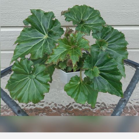 Begonia crispa.