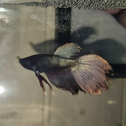 Cooper hann betta / kampfisk