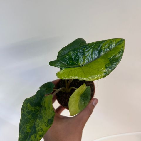 Rare Alocasia Scalprum Variegated