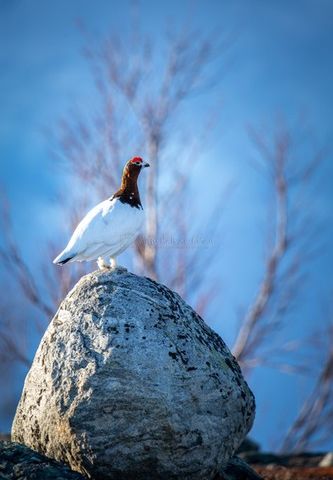 Spesialtilbud, rypejakt Finnmarksvidda