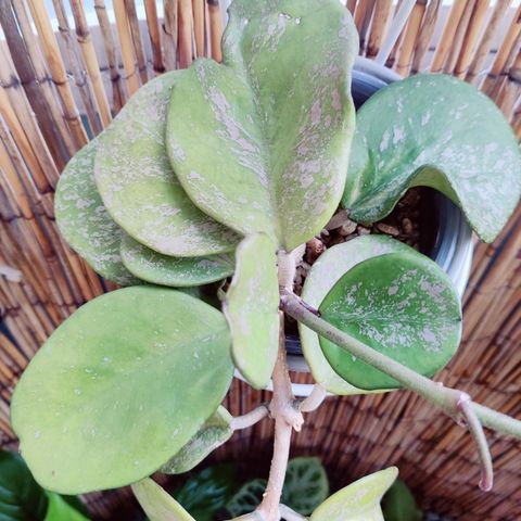 Hoya Obovata Splash