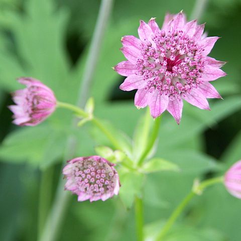 Astrantia Major Roma - Staude