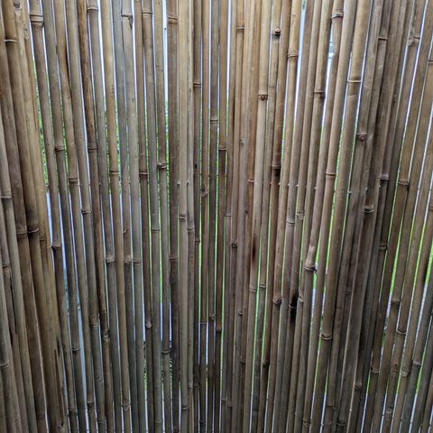 Bambusvegg