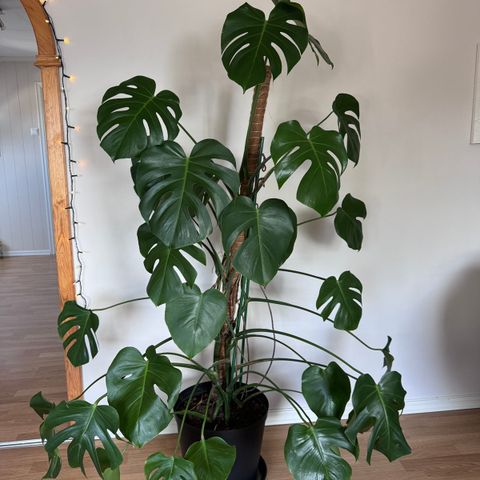 Monstera