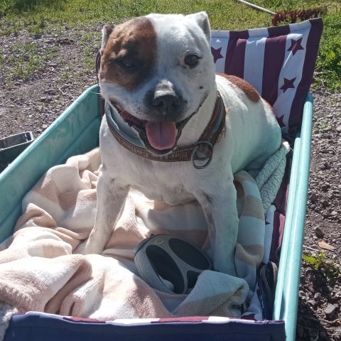 Hundepass på Ramnes, året rundt.