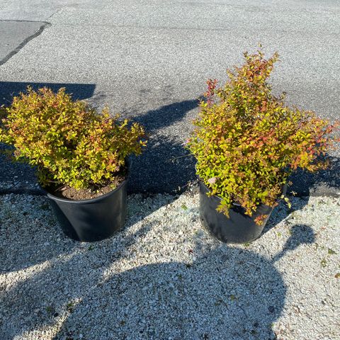 2 stk rosa spirea busker