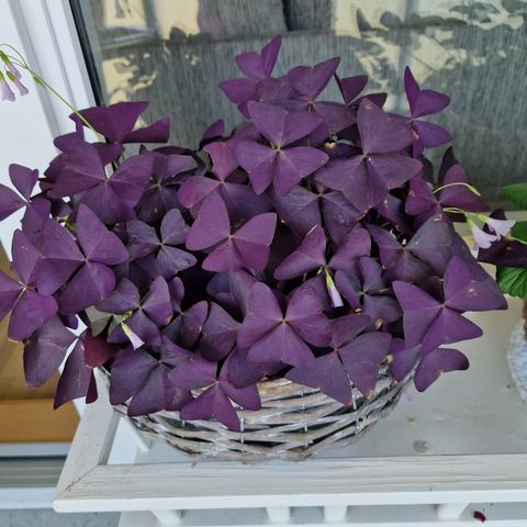 Oxalis