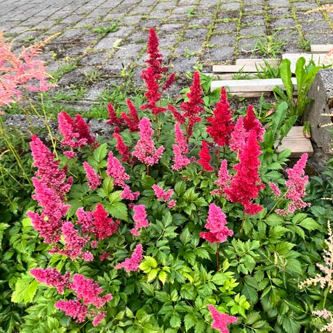 Astilbe planter selges