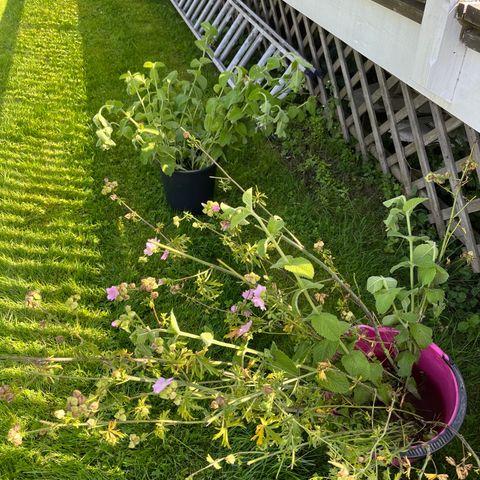 Stauder: mynte og en med rosa blomster i juni/luli