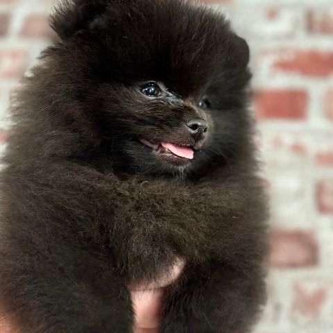 Pomeranian