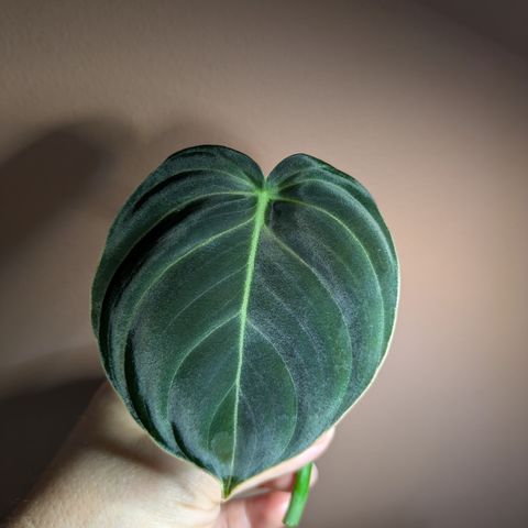 Philodendron Melanocrysom stiklinger