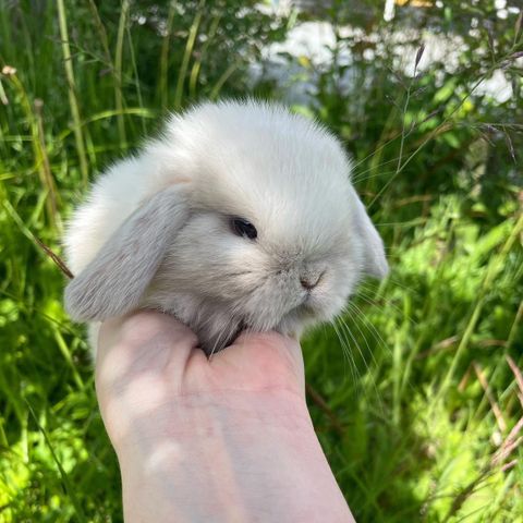 Minilop / Miniature lop - kaninunger fra oppdretter