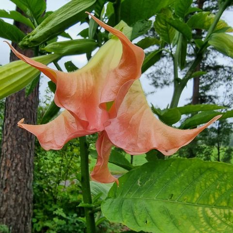 Engletrompet (Datura brugmansia)