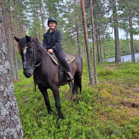 Snille hester settes ut.på for avtale i vinter.