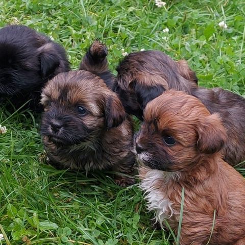 Shih tzu og dvergpuddel valper  født 12 Juni.