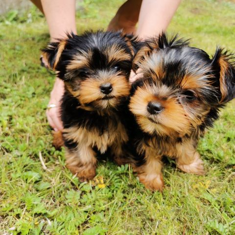 Nydelige Yorkshire Terrier tisper til salgs!