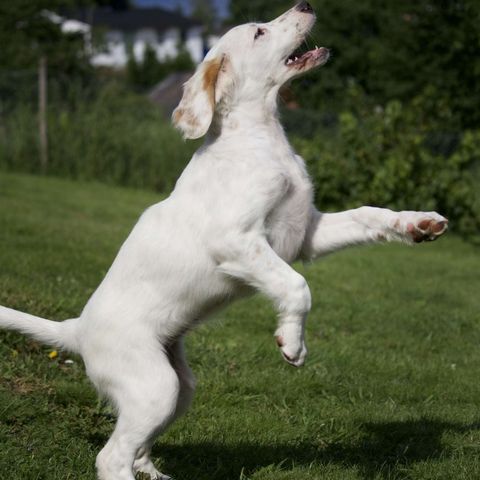 Engelsk setter valp - Leveringsklar - Fleksibel levering