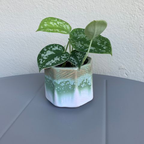 Satin Pothos & Potte (3 for 2 på alle annonser)