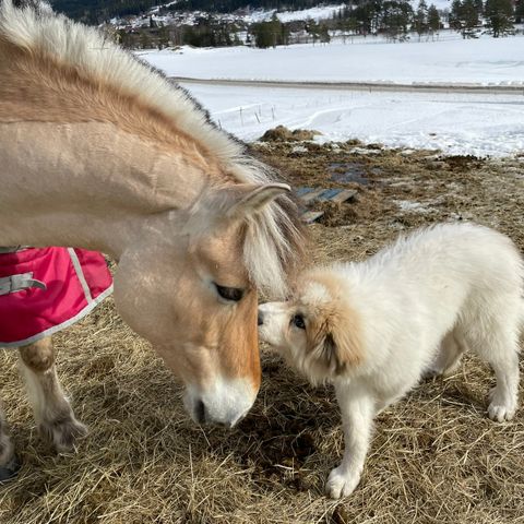 Pyreneerhund