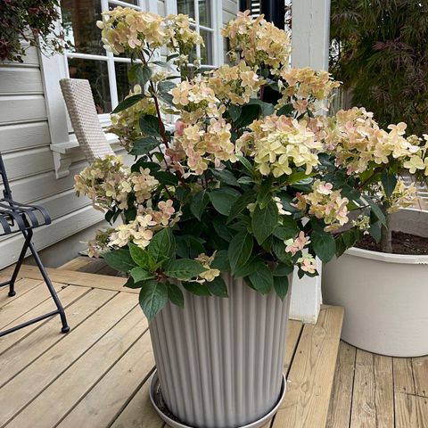 To store Hydrangea polestar ( switz)