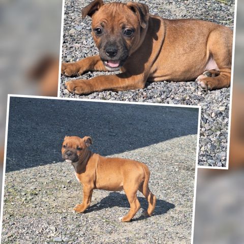 Staffordshire bull terrier jente NKK reg. Stavanger/ Oslo