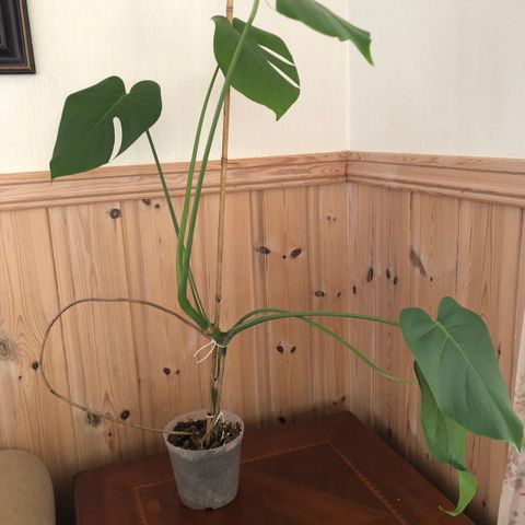 Stor monstera plante