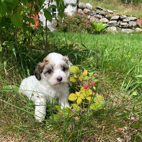 Havapoo/maltipoo tispevalp