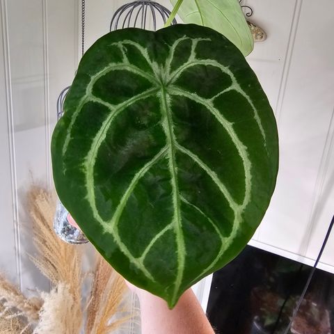 Anthurium Forgetii dark X Silver blush