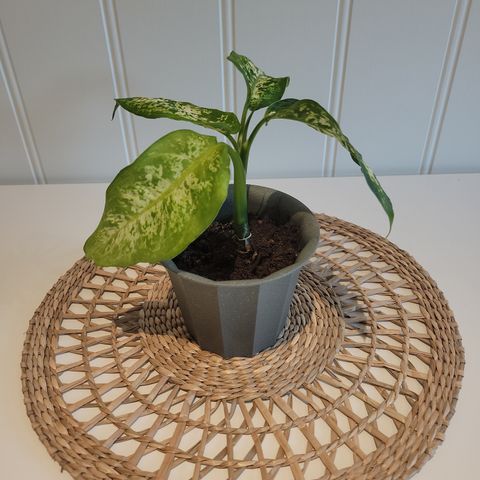 Prikkblad, Dieffenbachia amy