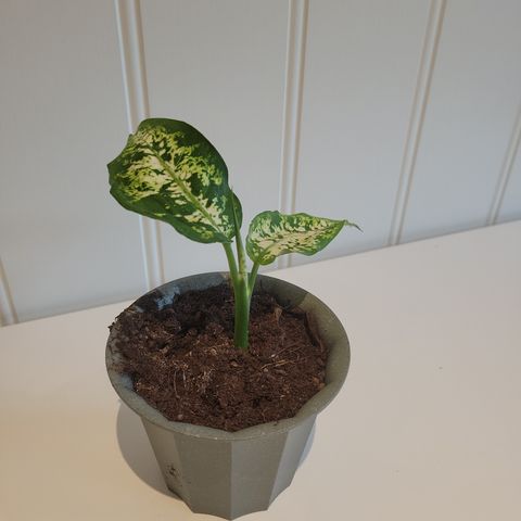 Prikkblad, Dieffenbachia amy