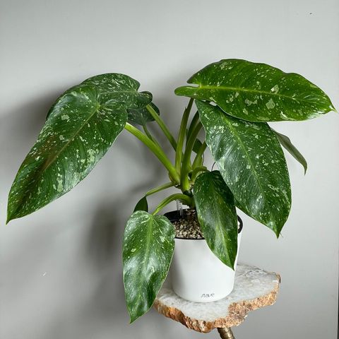 Philodendron jose buono