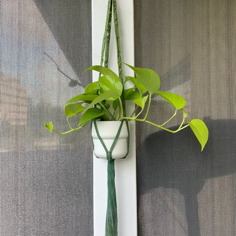 Neon Pothos, Potte & Ampel (3 for 2 på alle annonser)