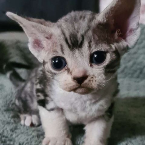 Devon Rex