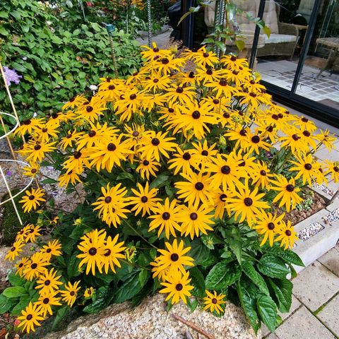 Stauder Rudbeckia til salgs