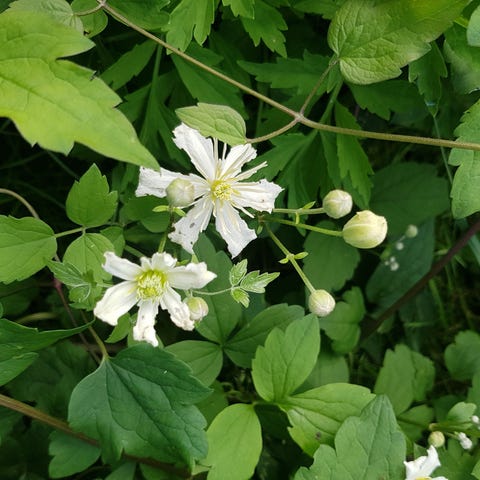 Annonsebilde
