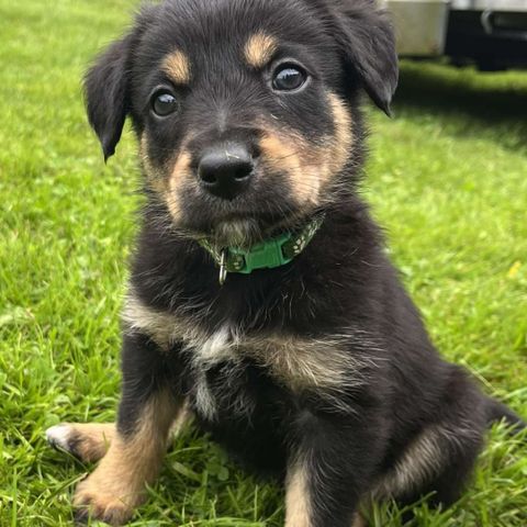 Border collie/ Golden retriever